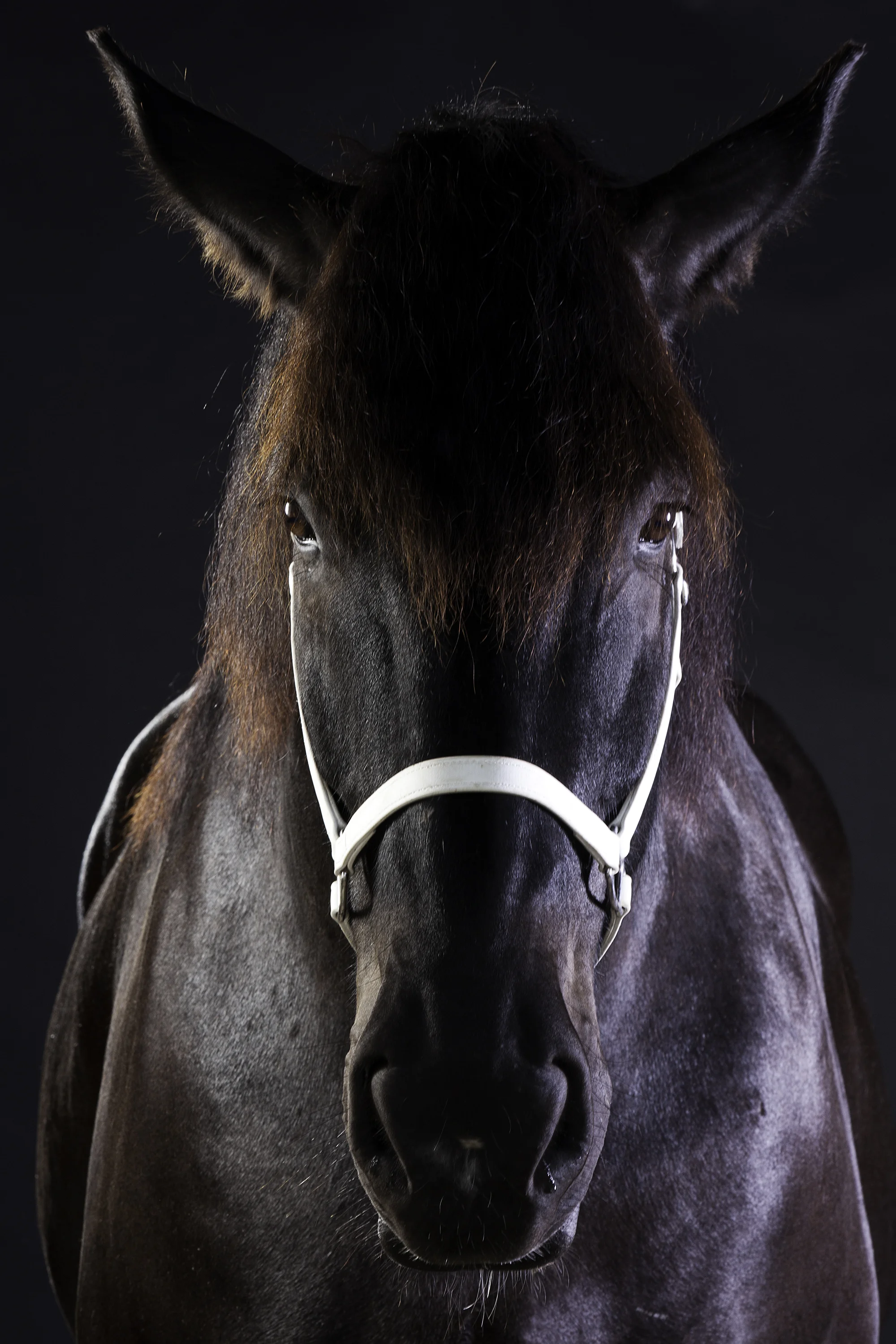 black percheron