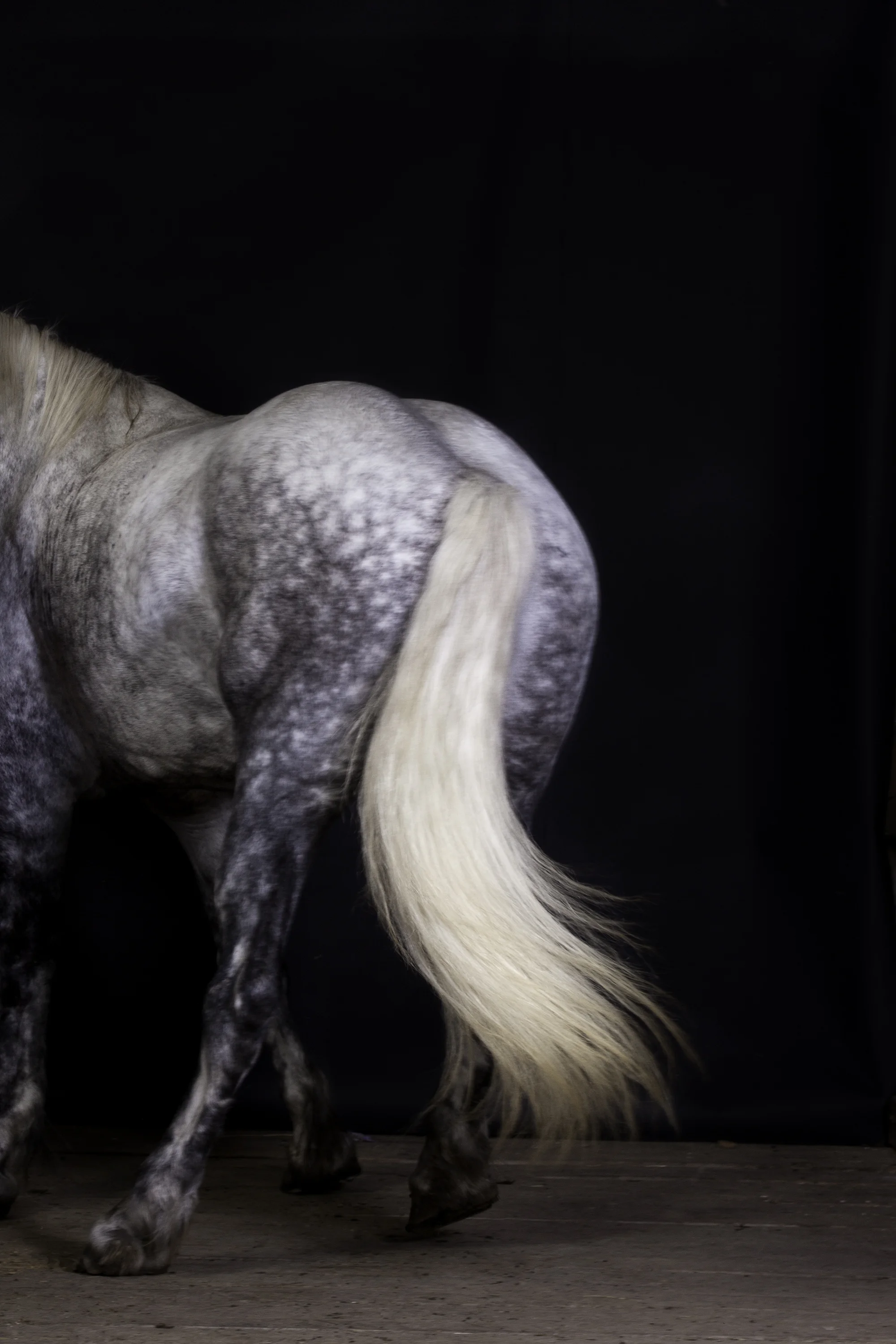 Gray Percheron
