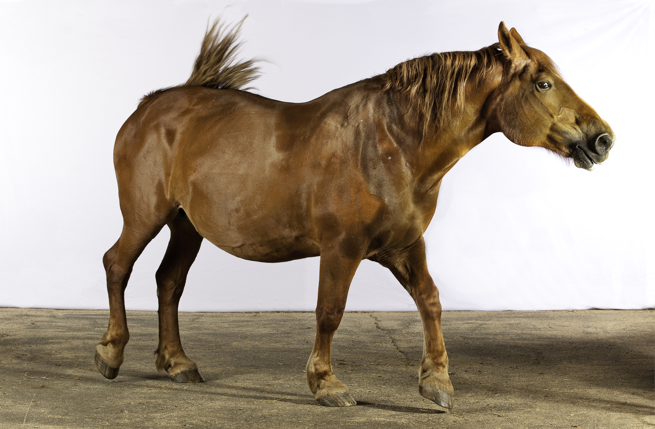 Suffolk Punch Draft Horse