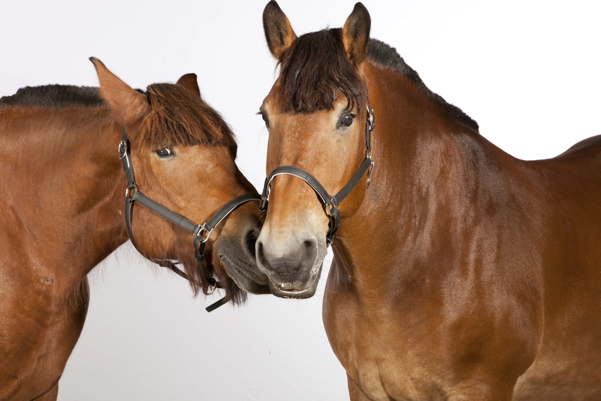 brabrant draft horse