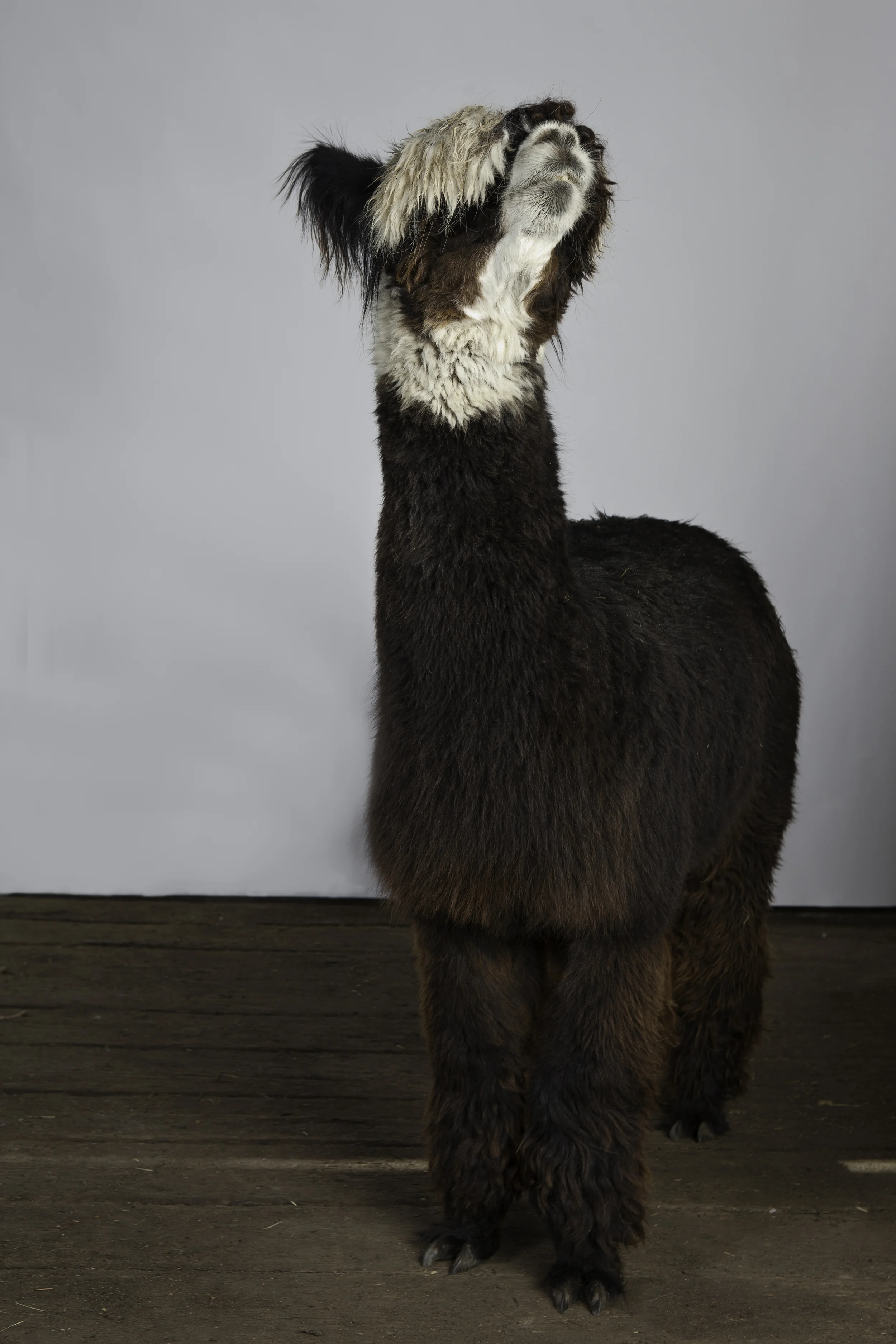 huacaya alpaca