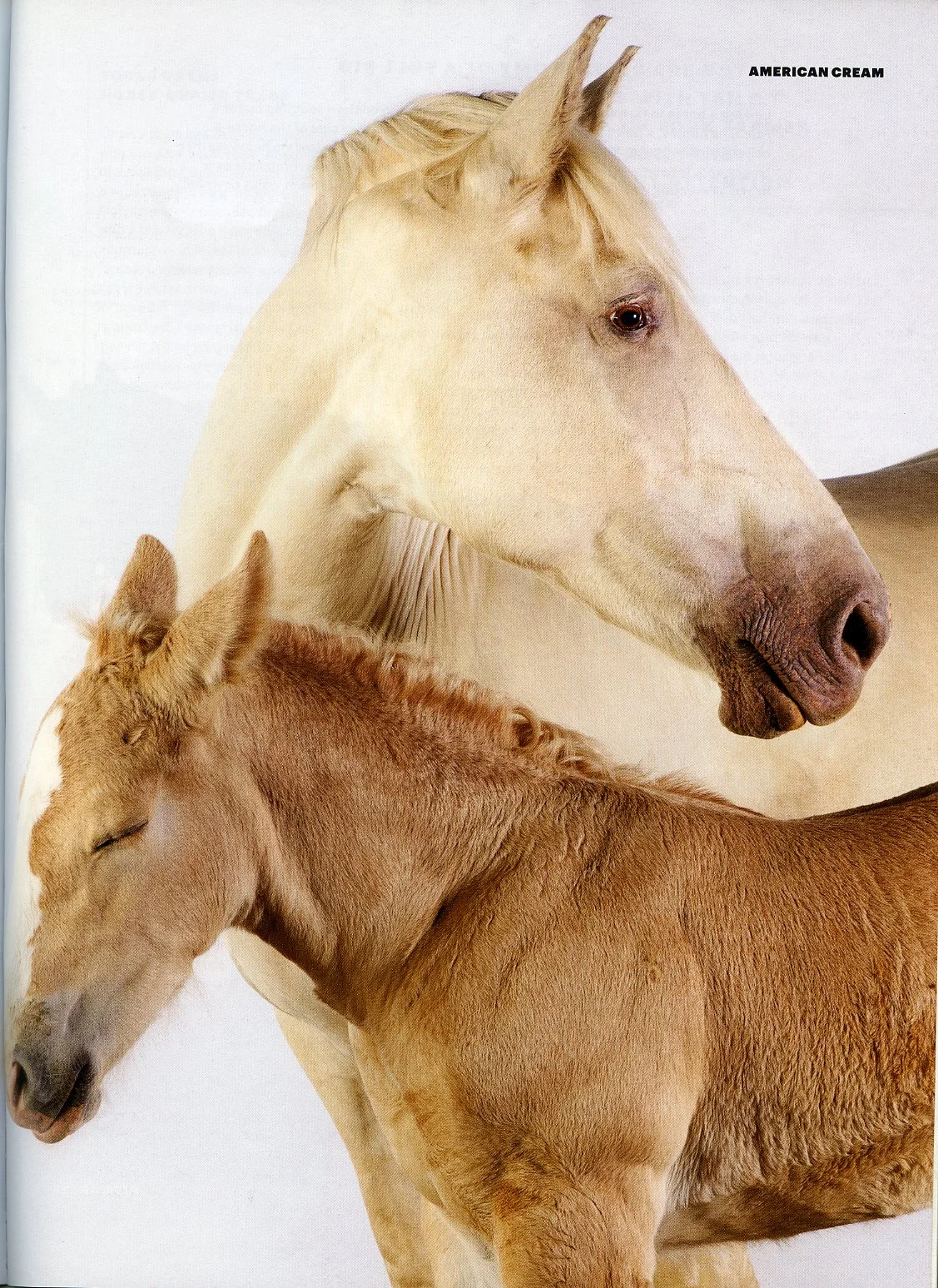 modern_farmer_horse010.jpg
