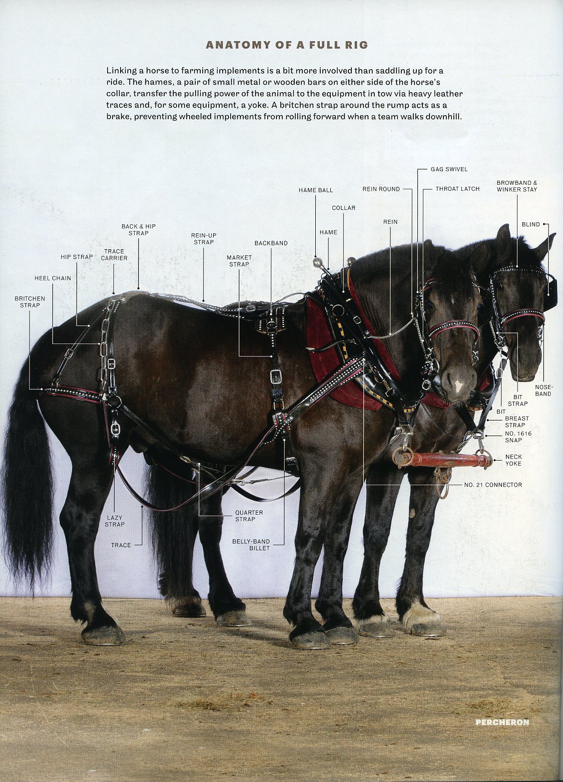 modern_farmer_horse011.jpg
