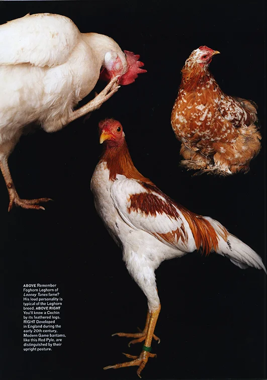 mf_chicken_tear004.jpg