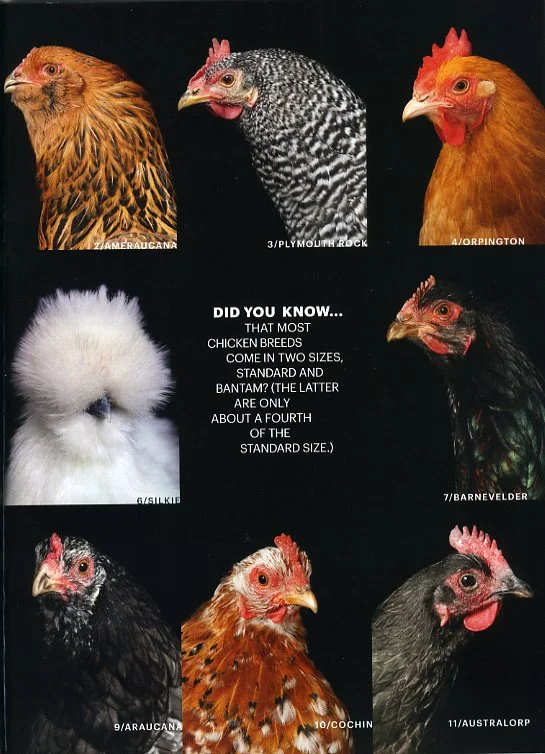 mf_chicken_tear009.jpg