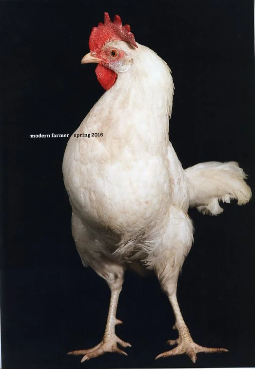 mf_chicken_tear010.jpg