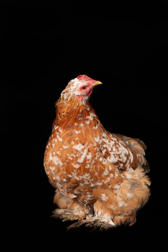 mf_chickens--9.jpg