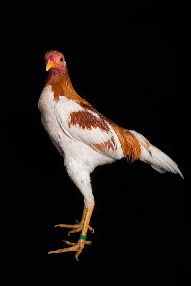 mf_chickens-.jpg