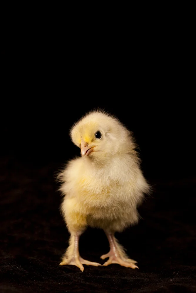chick1.jpg