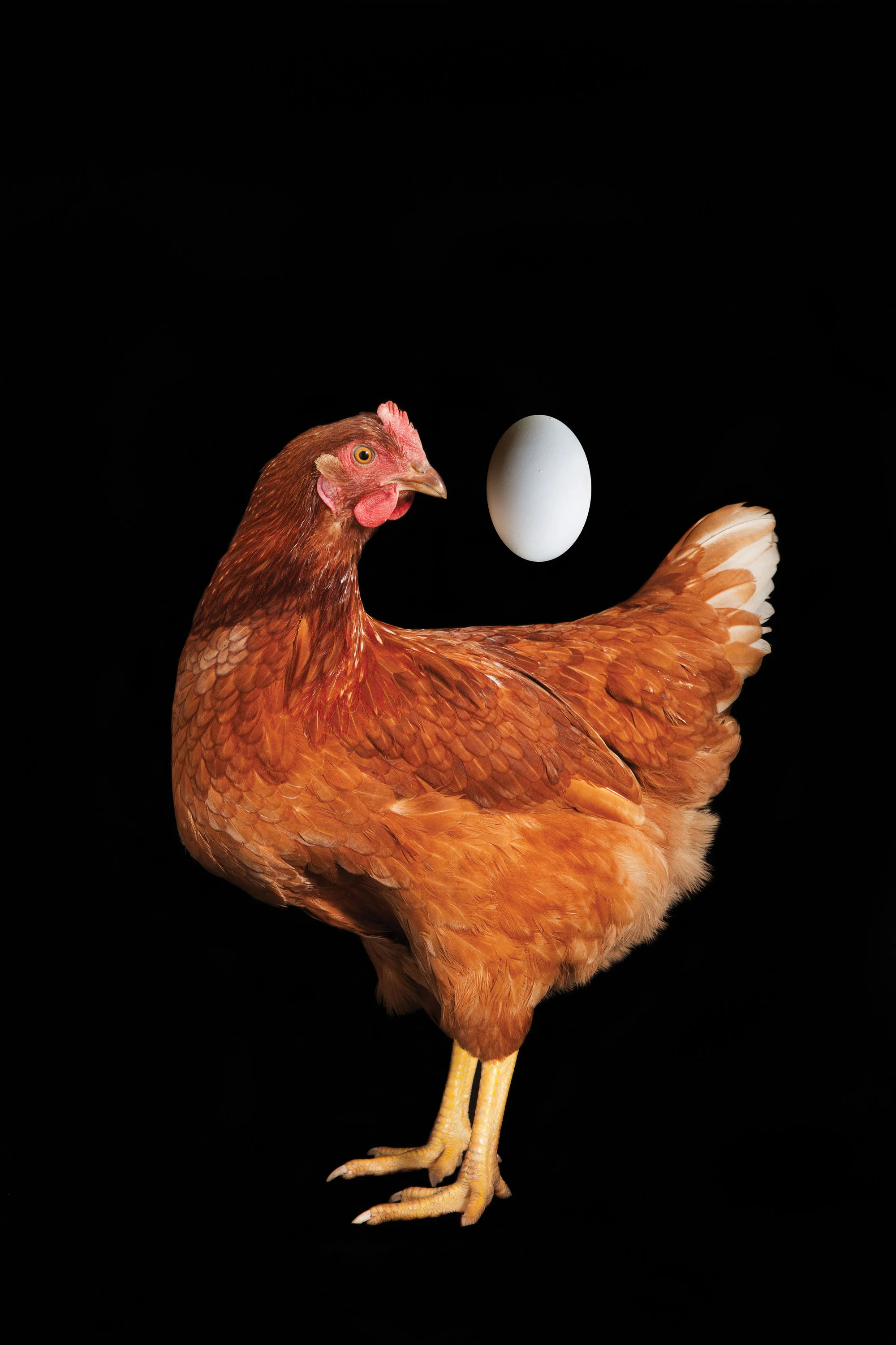 aliza-eliazarov_chicken-egg.jpg