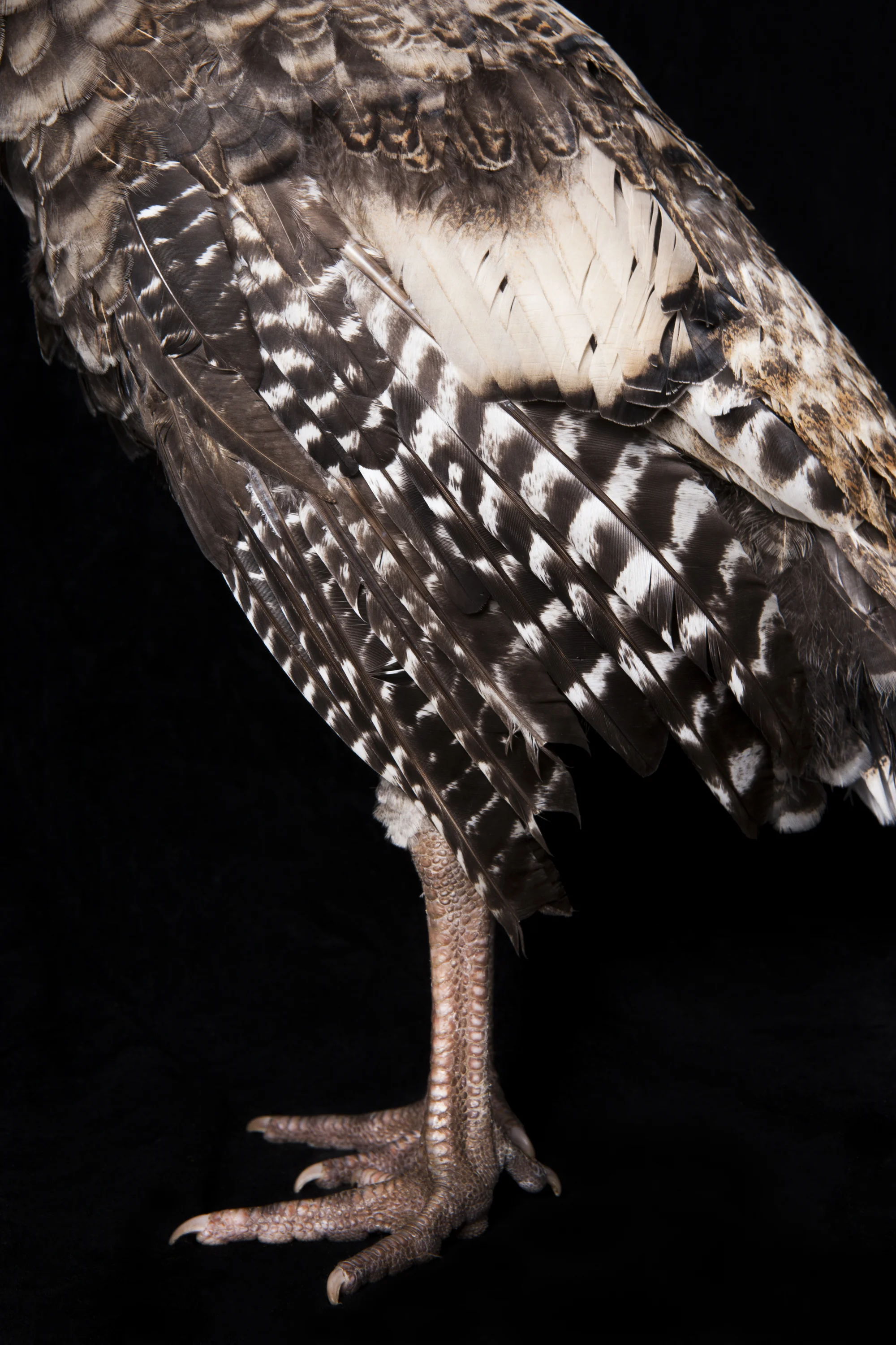 Narragansett Turkey