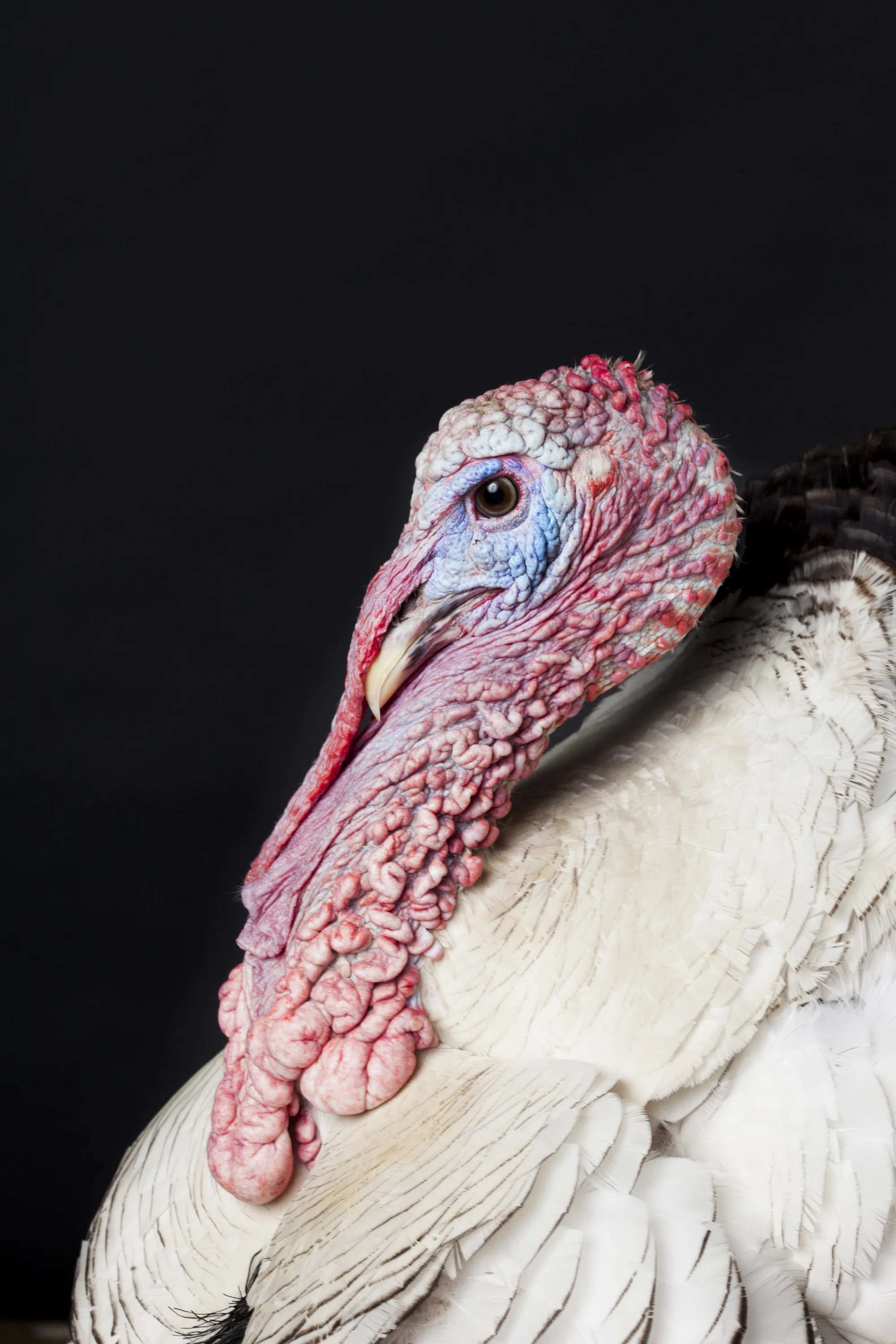 Royal Palm Turkey