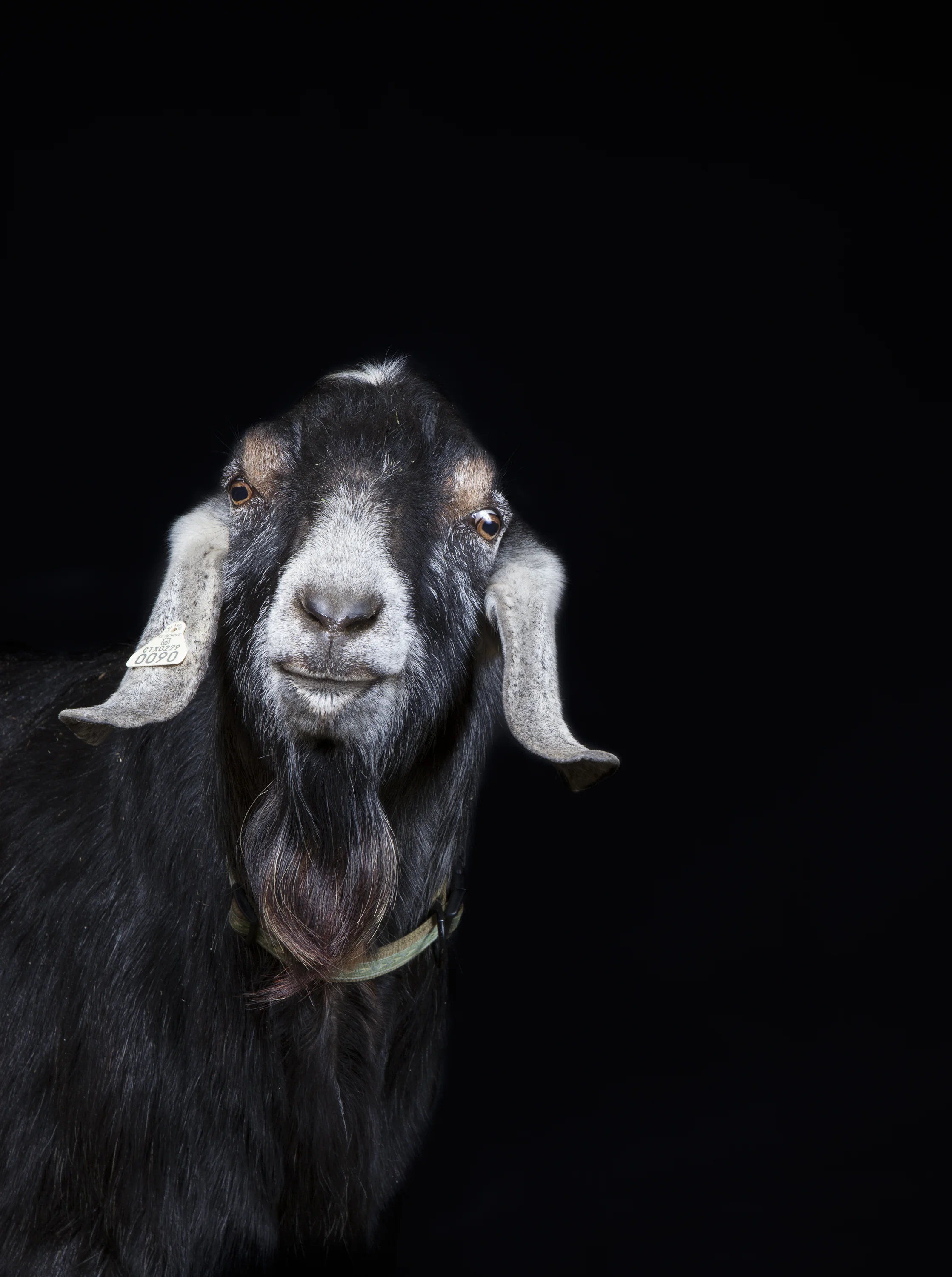 Nubian Goat