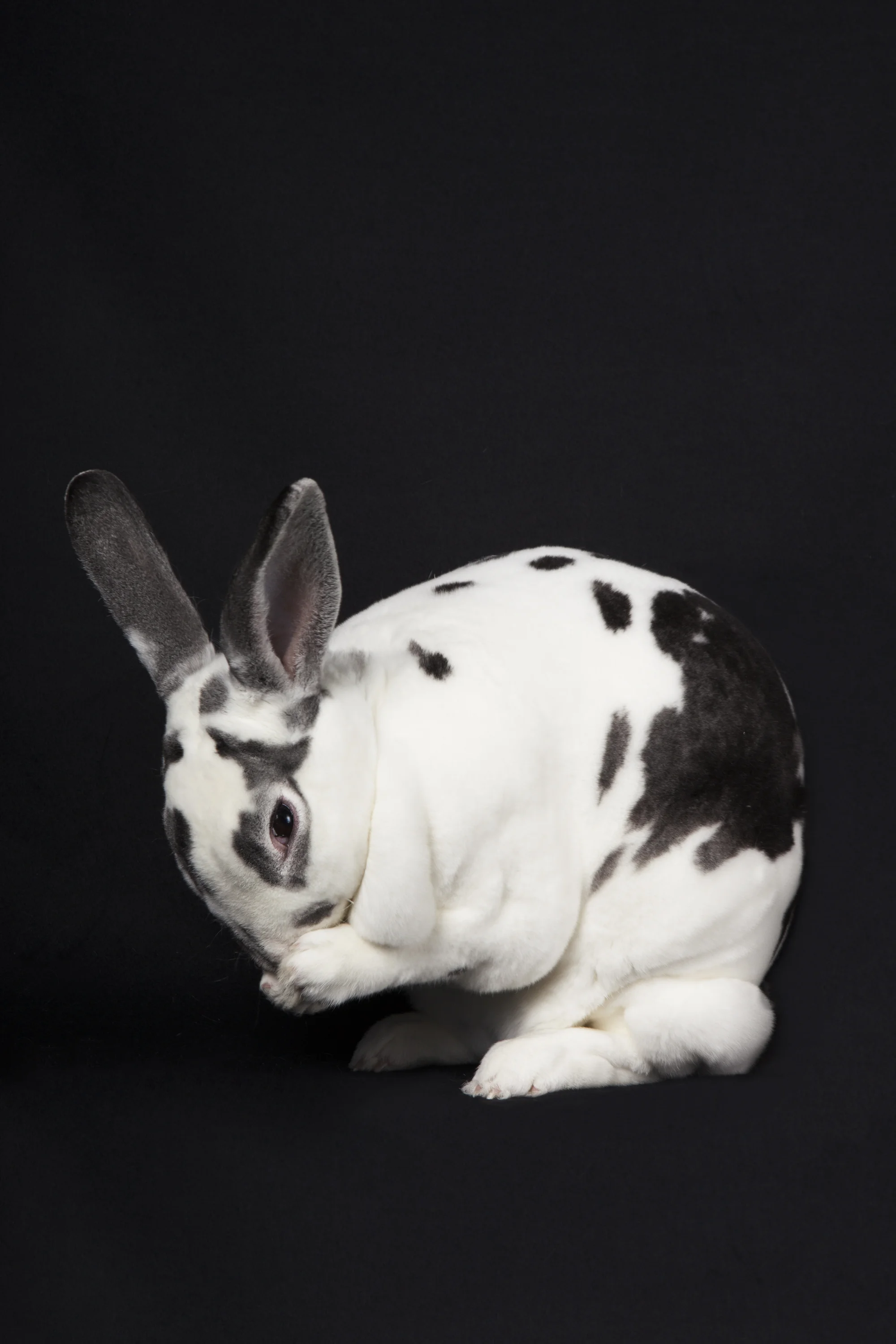Standard Rex Rabbit