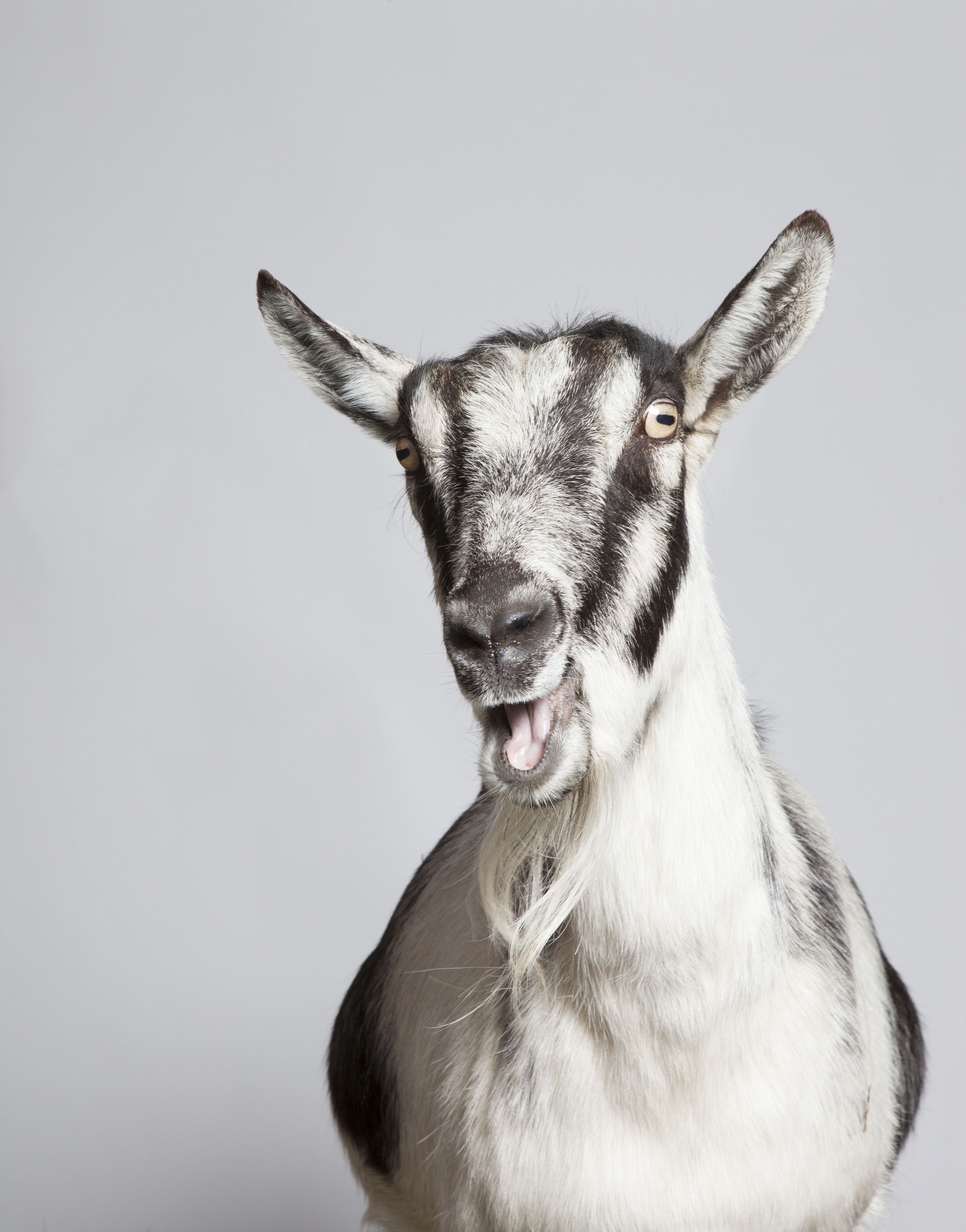 Alpine Goat