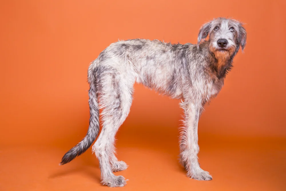 bark-5.jpg