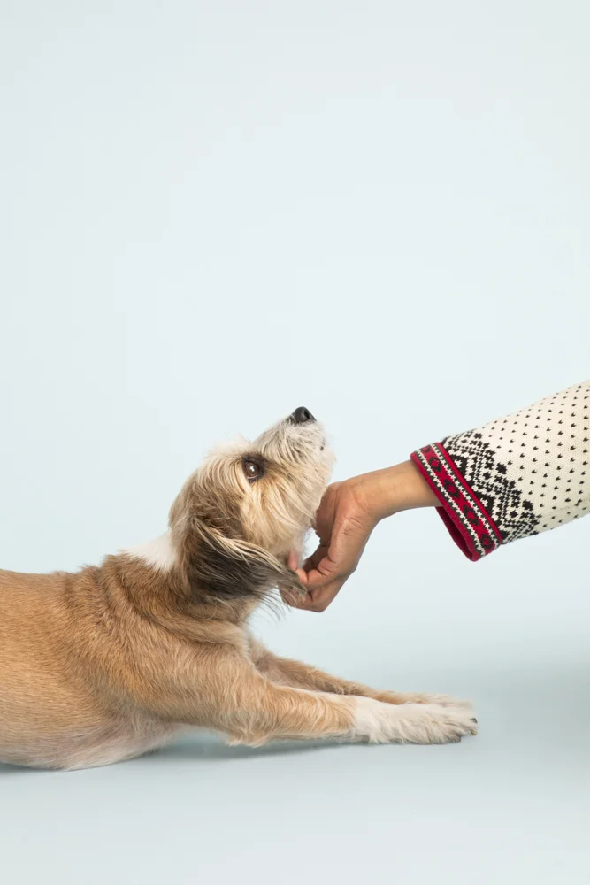 bark-162.jpg