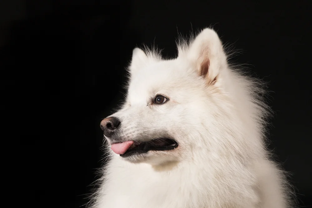 bark-167.jpg