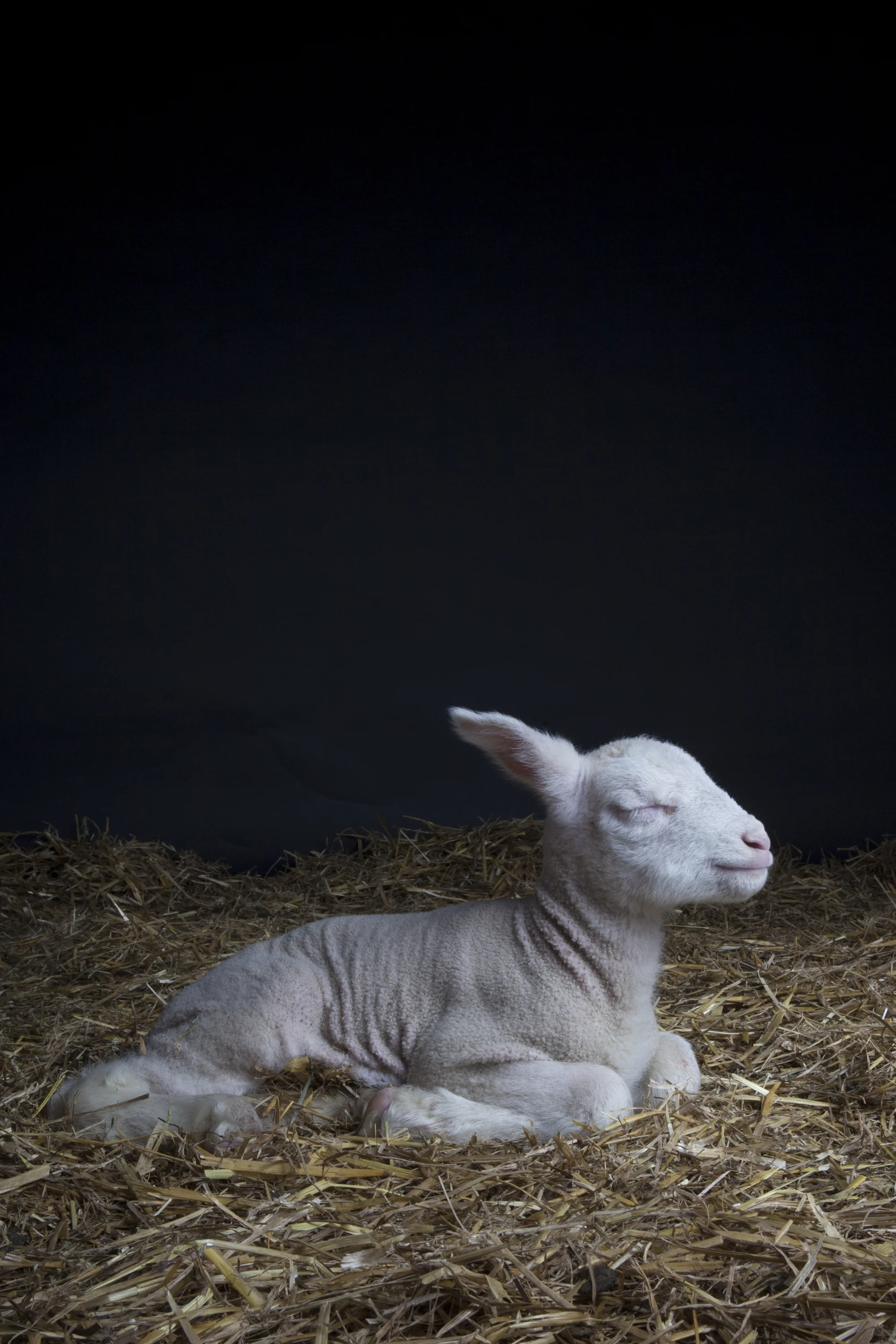 sheep_eastfreesian_lamb_sleeps.jpg
