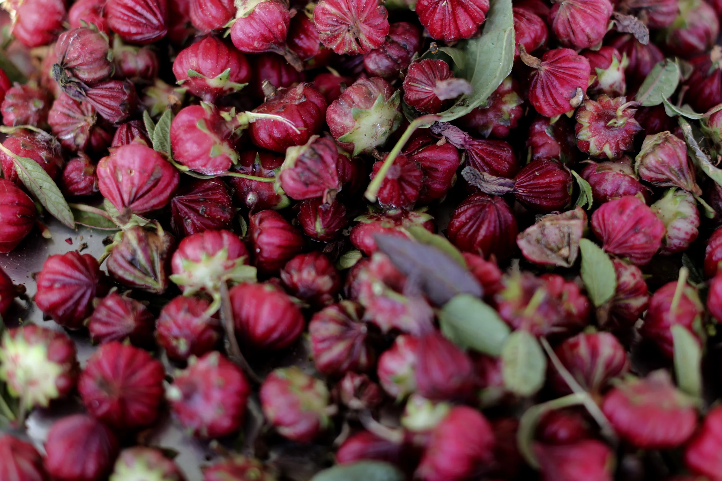 Hibisus Hips_Fall 2018_10.jpg