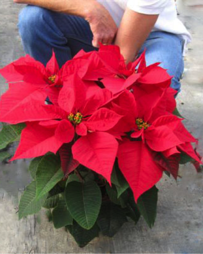 FlorAbunda Nursery