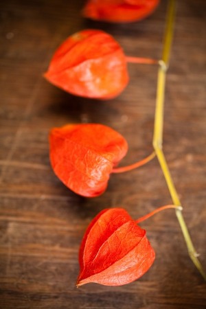 Chinese Lanterns — available @socalflowermarket