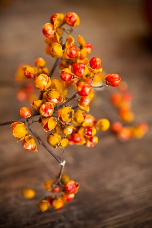 Bitter Sweet — available @socalflowermarket