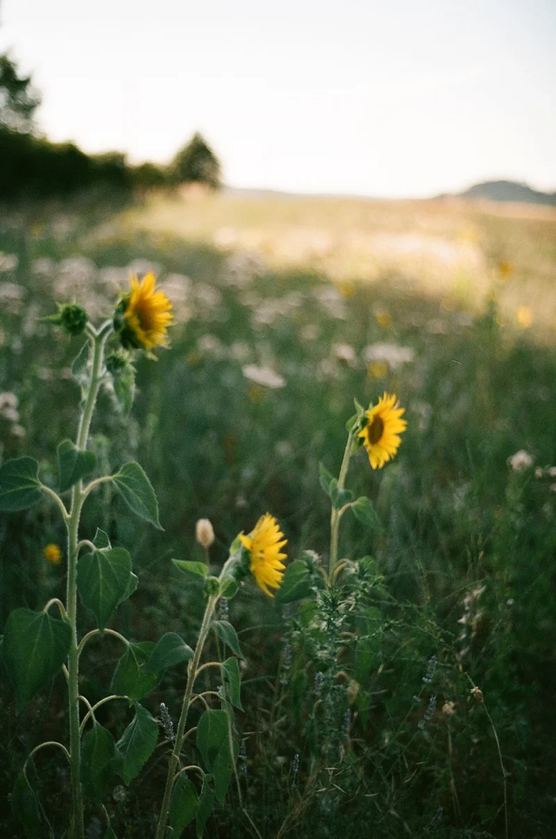 Backlit sunflowers is always a good idea