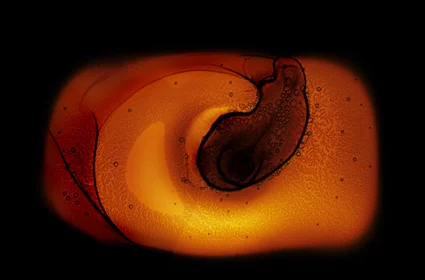 MateriaViva_Image7.jpg