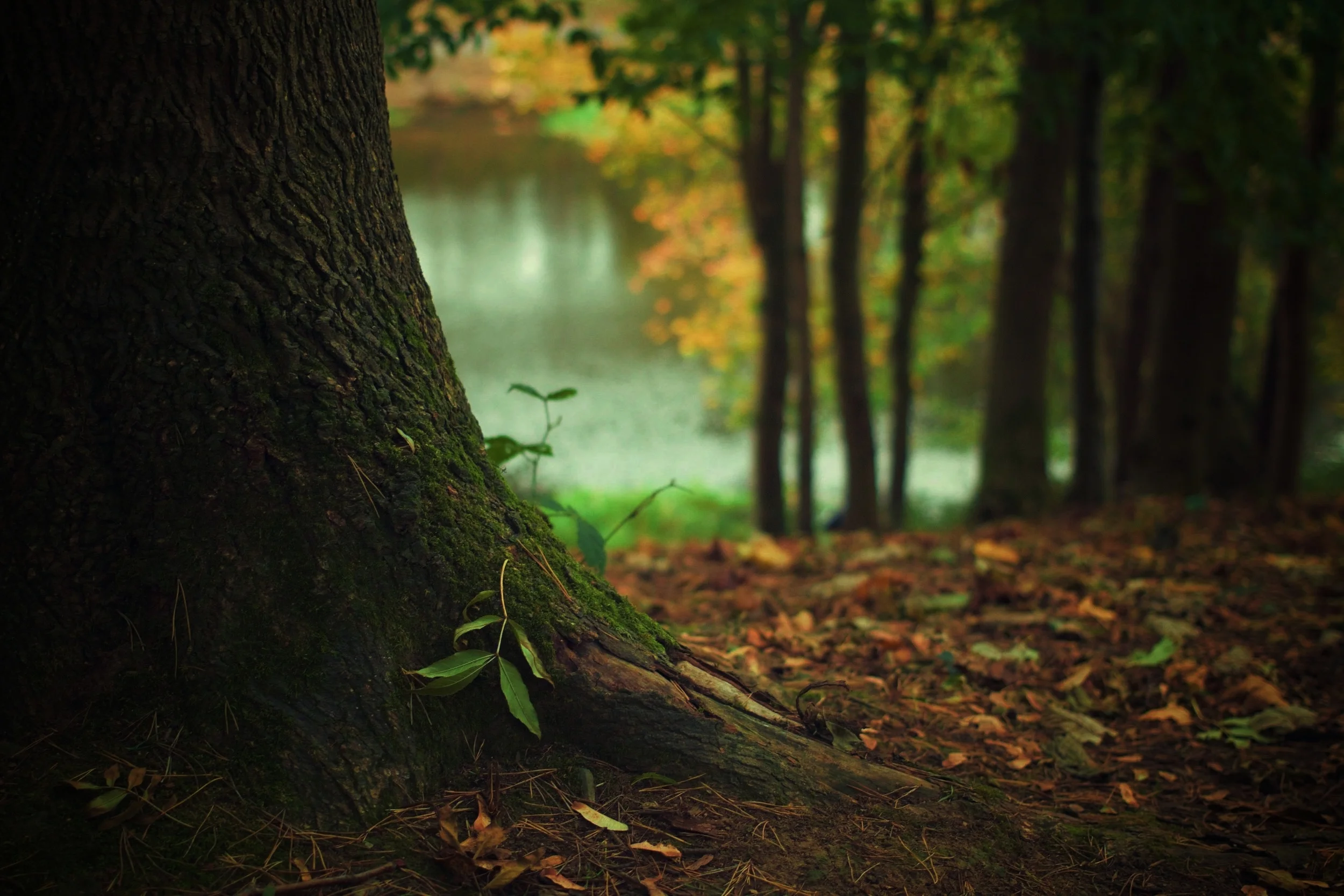 tree-trunk-569275.jpg