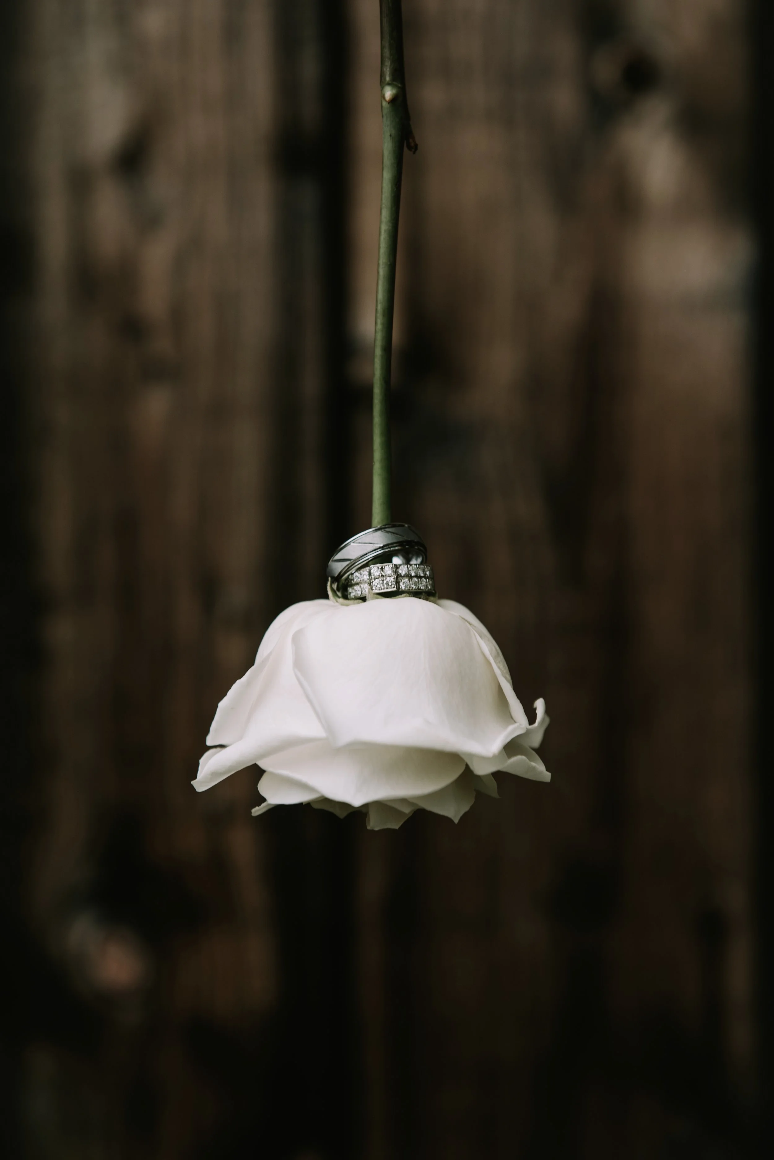 DSC_8309x.jpg