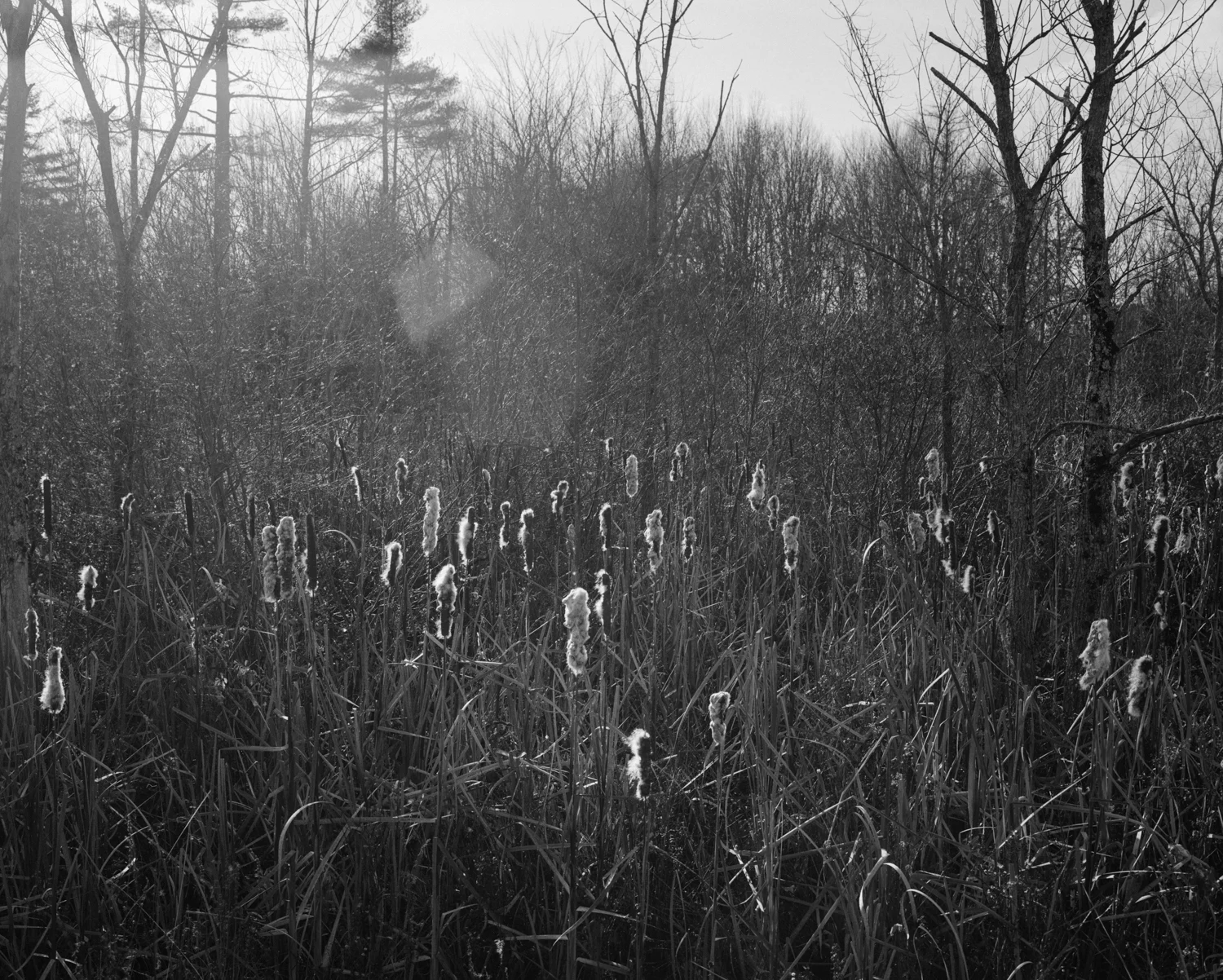 show files - cat tails.jpg