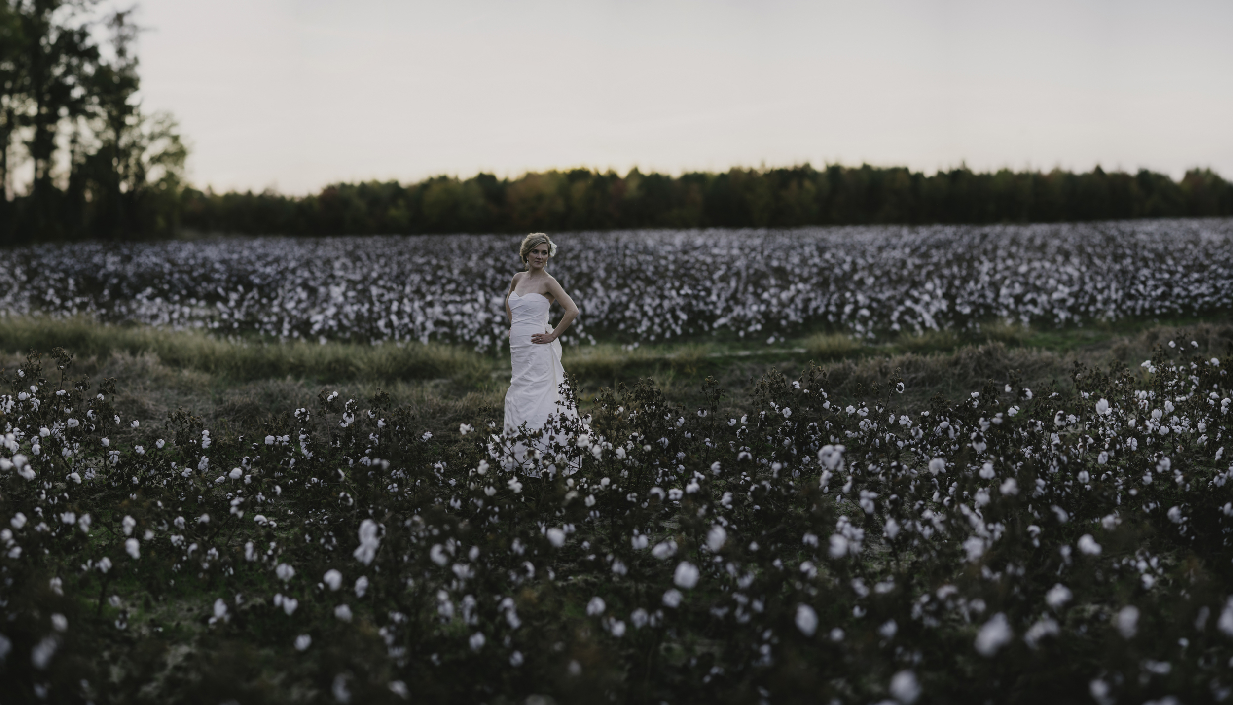 Greenville cotton field panorama bridal session