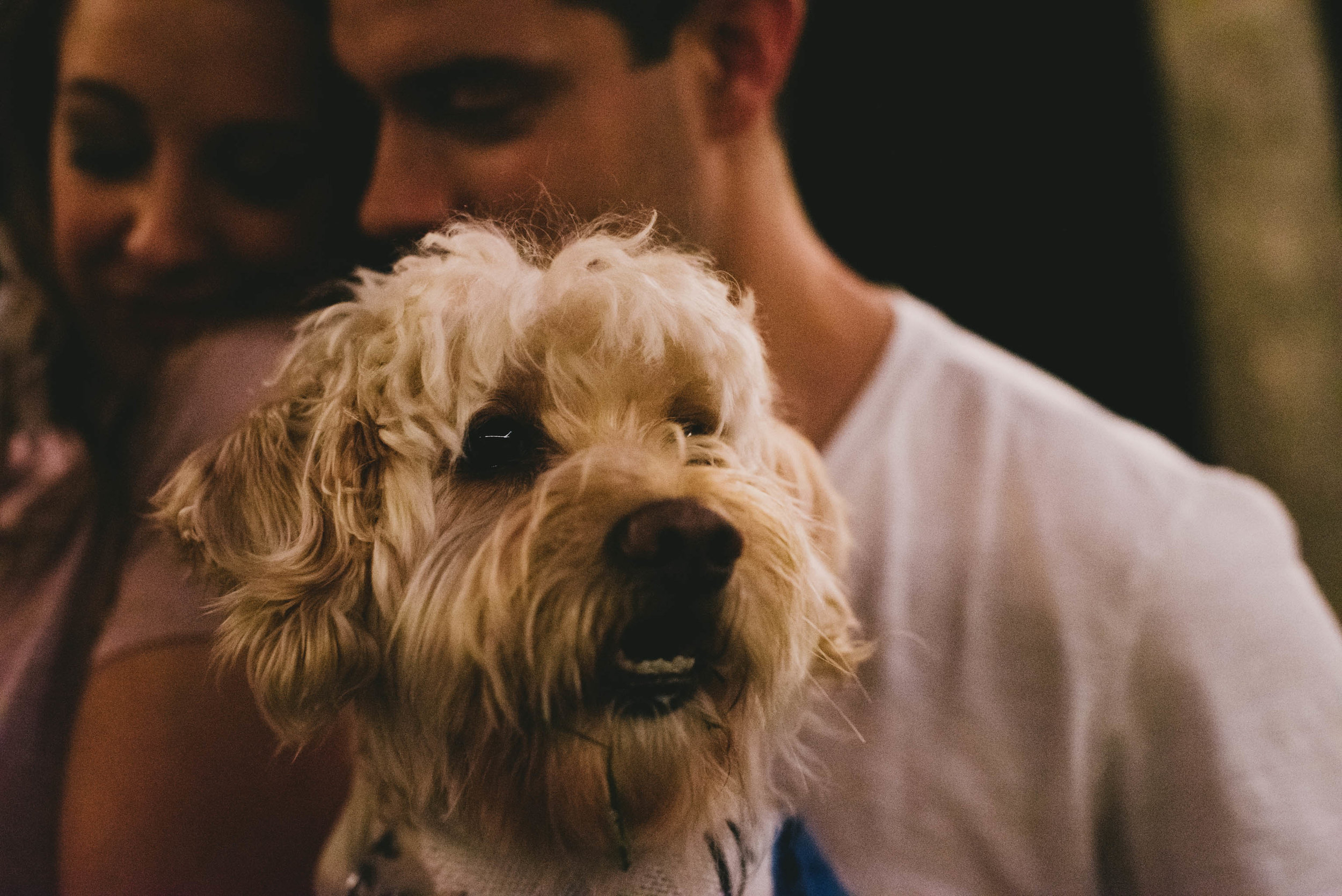 couples dog looking off as the couple get close together behind him