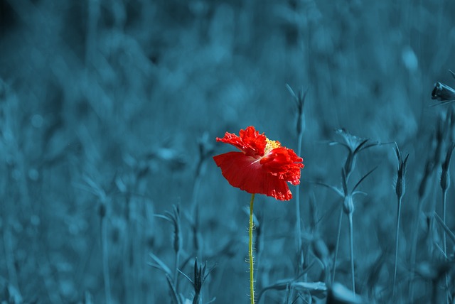 poppy-186635_640.jpg