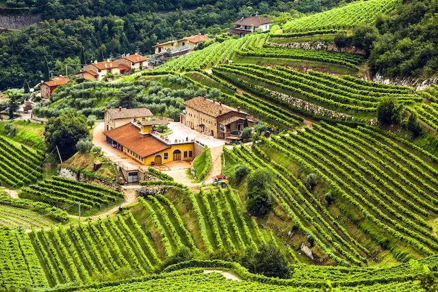 Giuseppe Quintarelli – A Legacy Bottled in Time — K&L Wines On the