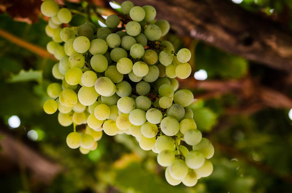 grapes.jpg