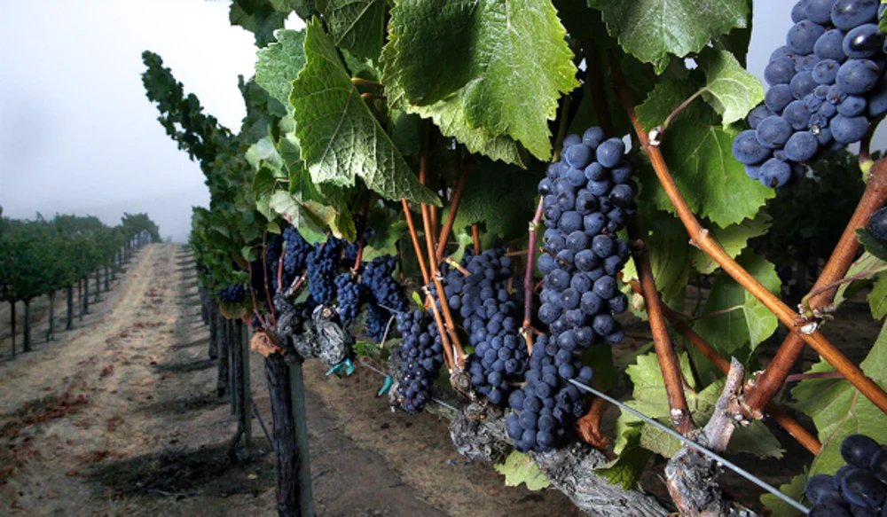Pinot noir grapes growing at Pisoni Vineyard