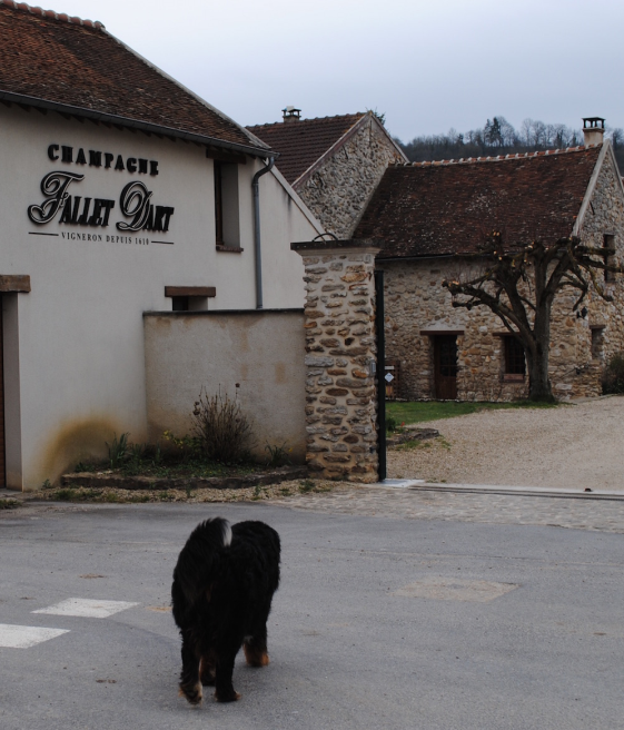 The Inimitable Champagnes of Fallet-Dart