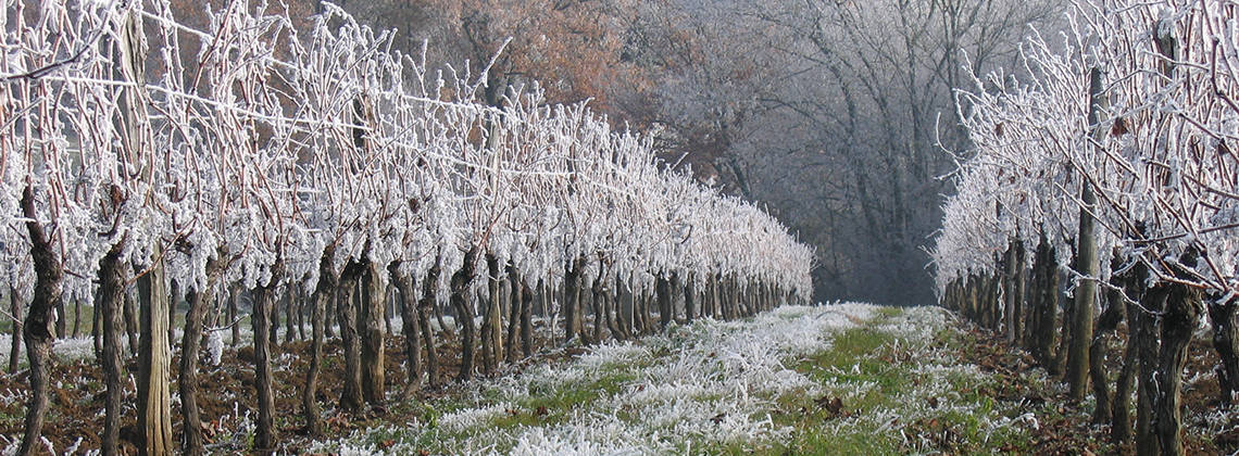 What-happens-to-Bordeaux-s-vineyards-in-winter_i1140.jpg