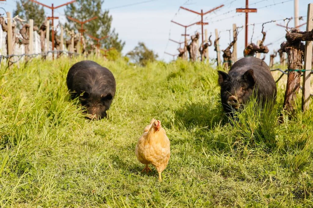 VineyardChickenPigs_preview.jpg