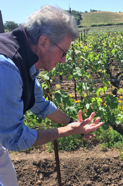 The Understated Elegance of Dominus Estate