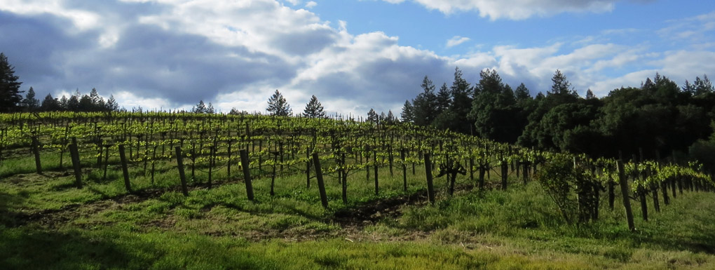 photo-vineyard.jpg