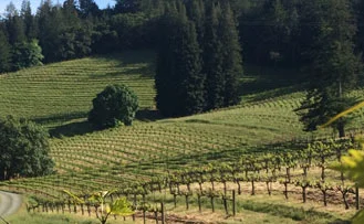 Storybook Mountain Vineyards: a Life in Zinfandel 