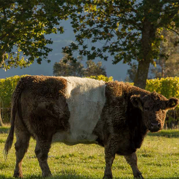 Their favorite motto: “Wines made with cow shit, not bullshit.”
