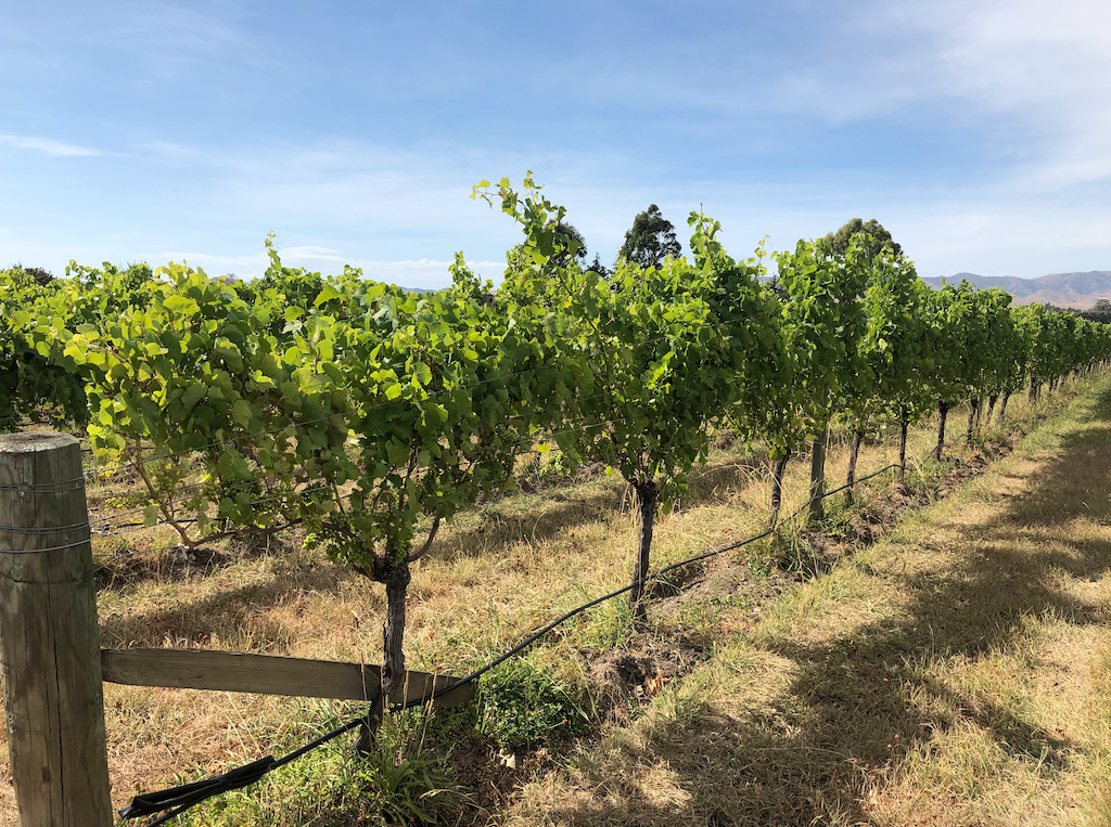 TWR Vineyard