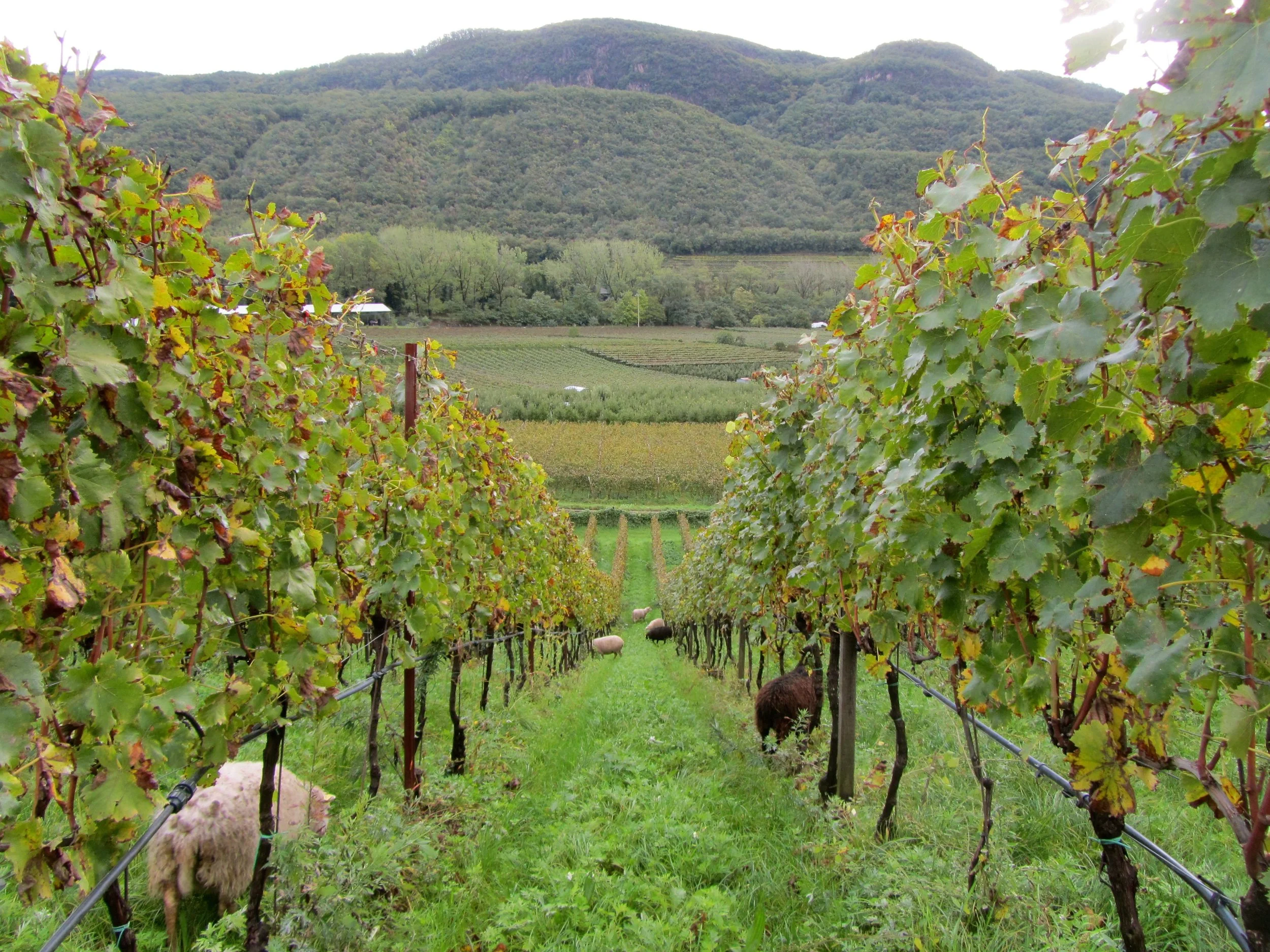 Happy Grapes make Great Wine