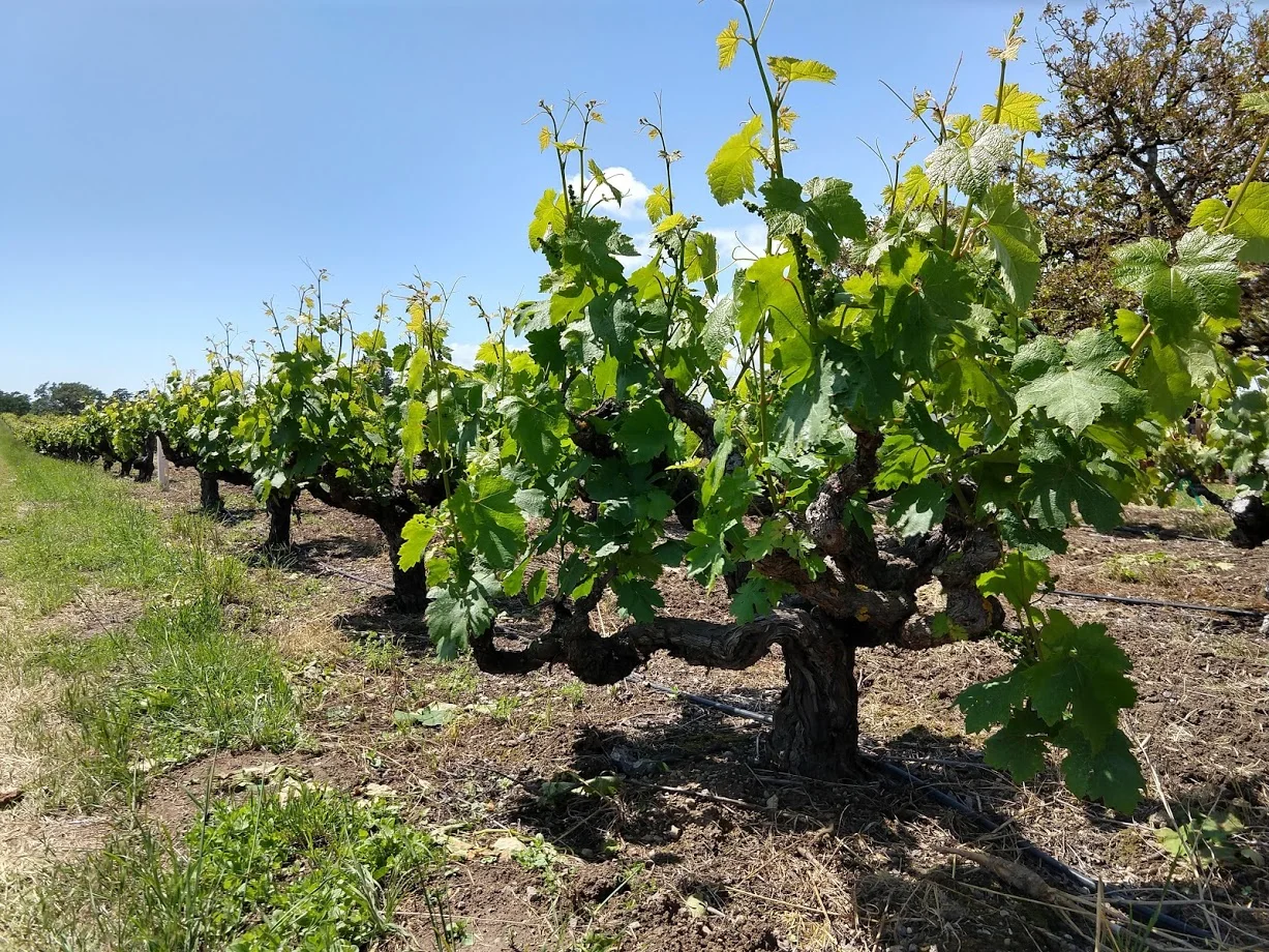 A Visit with Mike Officer of Carlisle Winery