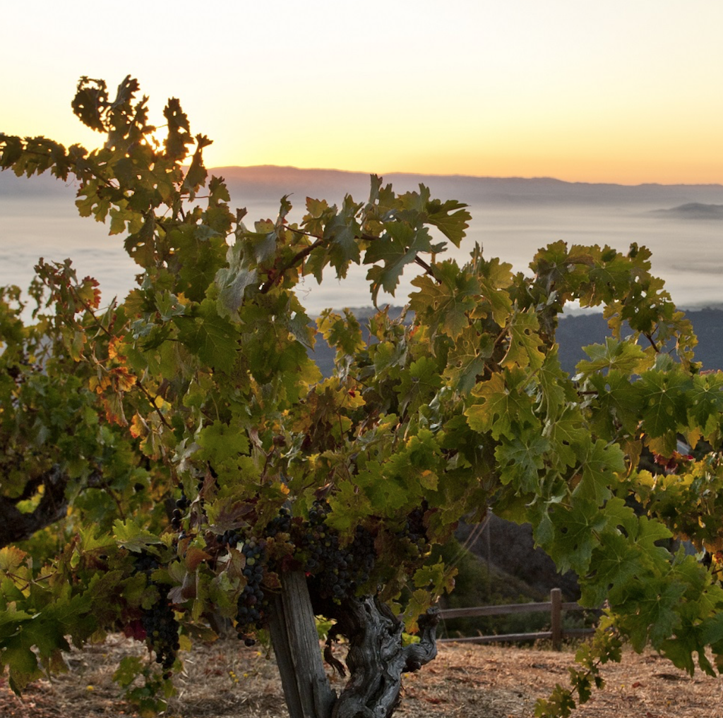Vineyards sit above the fog line