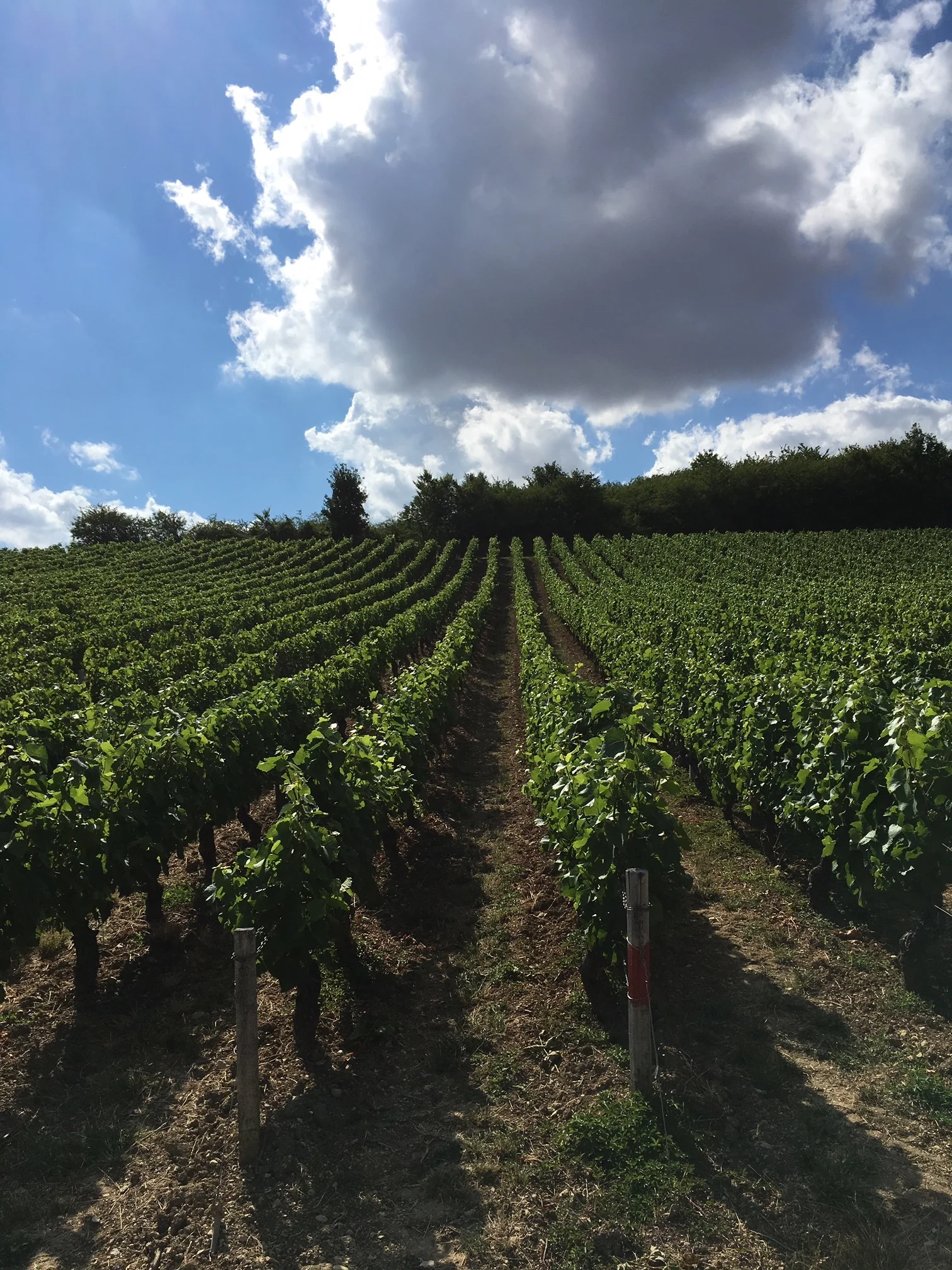 A Visit with Franck Millet—A True Loire Valley Gem